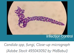 Infection Control Today_Adobe Stock 495043092 by MdBabul